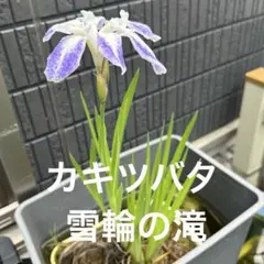 訳あり・希少・写真現物】 ホシクサ・クチホワイト - メルカリ