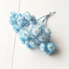 イモーテル 軸付き 藍 ドライフラワー ハーバリウム 花材