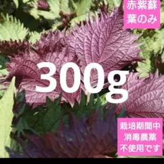 希少 香りうら紫蘇 葉だけのサムネイル