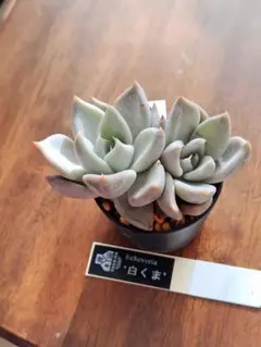 瓜子姫　クスピダータメンチャカ実生　札付きポットごとメルカリ便優木園さん苗 クスピターダメンチャカ実生 札付きポットごとメルカリ便優木園さん