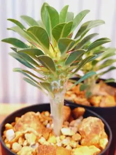 ユーフォルビア ギラウミニアナ 実生 2株セット 塊根植物のサムネイル