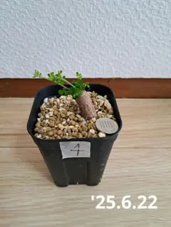 myu様 リクエスト 3点 まとめ商品