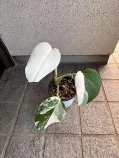 몬스테라 보르시지아나 (아르보, 화이트 타이거) 미리 뿌리를 내린 보름달