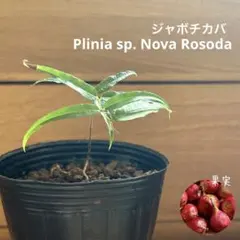775〓Plinia sp.cambuca-roxo ジャボチカバ 3年生優良株 775〓Plinia sp.cambuca-roxo ジャボチカバ 3年生優良株 - メルカリ