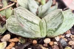 多肉植物 ガステリア　クリーム子宝　抜き苗のサムネイル