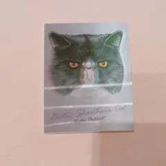 KALDI カルディ キャット メモパット チョコレート 立体メモ帳