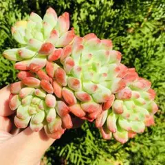 ほっしー様 リクエスト 2点 まとめ商品