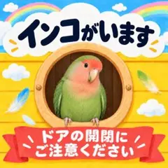 耐水ステッカー　インコがいます　コザクラインコ　鳥　かわいい