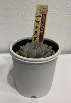 メルカリ便】札付き 優木園さん苗 おまとめ - メルカリ