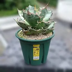 アガベ 白鯨②　大株！　鉢植え メルカリ匿名配送 アガベ 白鯨② 大株！ 鉢植え メルカリ匿名配送 - メルカリ