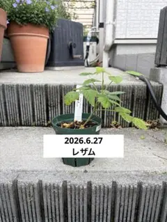 2024新梢】ラズベリー 苗 キャンビー Canby - メルカリ