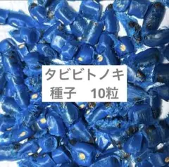 タビビトノキ　種　10粒のサムネイル