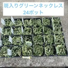 斑入りグリーンネックレス24ポット
