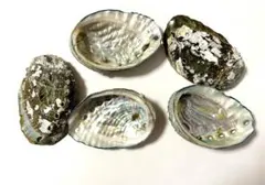 アワビの貝殻 5点セット(煮沸消毒済み)