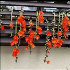 オレンジ色 金紐シリーズ 人気花サボテン カキコ - メルカリ