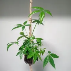 パキラ/実生 3本 (プラントハンガー/ハイドロ) 観葉植物
