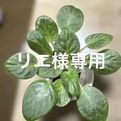 セントポーリア濃紫花大型種２株（専用）のサムネイル