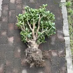 中型〜大型 金のなる木 フチベニベンケイ 花月 成り金草 多肉植物 69cm