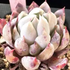 どっしり！！超超激レア‼︎おらいさん　ミックスベリア　三日月！抜き苗　多肉植物