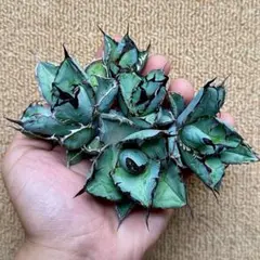 さ*に様 【Lj_plants】L438アガベ チタノタブラックアンドブルー5株のサムネイル