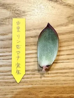 2025年最新】リンゼアナ 中里の人気アイテム - メルカリ