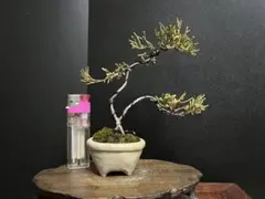 2026年最新】盆栽真柏の人気アイテム - メルカリ