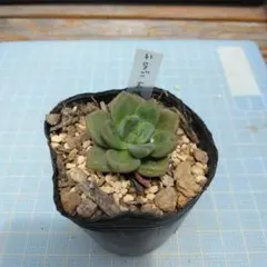 コーンストーン 多肉植物 センペルビウム 根付き苗 - メルカリ