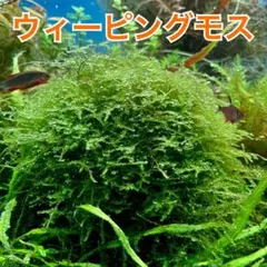 ウィーピングモス 無農薬のサムネイル
