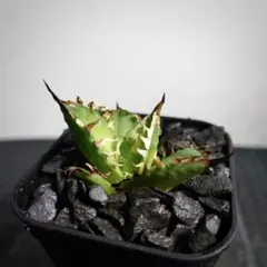 P2556⚠️出品8/2まで【鉢植え発送】アガベ チタノタ ゴリ猫のサムネイル