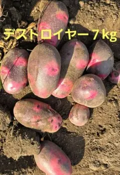 長崎県産超小粒デストロイヤーじゃがいも10㎏ - メルカリ