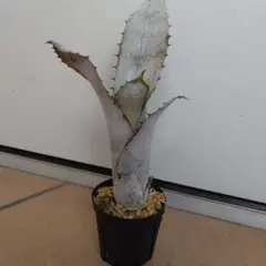 ブロメリア・エアープランツ semh_2025 81lUBN9jriL._AC_UF350,