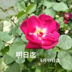 薔薇苗木　根付き苗木1本20cm程のサムネイル