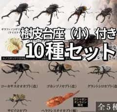 オンライン限定 かぶとむし10、くわがた11 樹皮台座（小）付き 10種セットのサムネイル