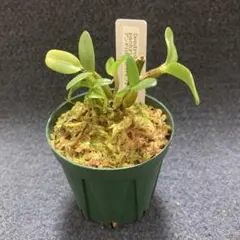 タケテ様 リクエスト 2点 まとめ商品