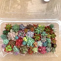多肉植物チビカット苗セダム多め(訳あり)②ちまちま寄せ植えセット