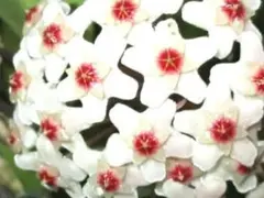 ばかぼんママ様 リクエスト 2点 まとめ商品