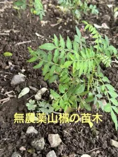 ぶどう山椒のチビ苗 4株 | Mercari