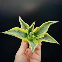 2025年最新】リップルエフェクト アガベの人気アイテム - メルカリ