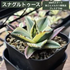 【早い者勝ち★全斑も育つ★希少】　アガベ　チタノタ　スナグルトゥース　鉢ごと81 園芸ネット本店｜[棚卸セール]アガベ：チタノタ スナグルトゥース 3号