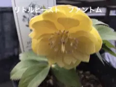 2026年最新】クリスマスローズリトルビーストの人気アイテム - メルカリ