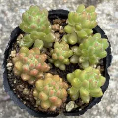 多肉植物 10苗セット カット苗 クラウゼン錦 花火 オクロ エケベリア韓