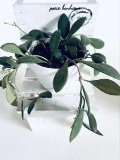 「ホヤ ザンバレス」Hoya zambales 鉢なし