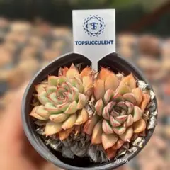 2026年最新】エケベリアエスターの人気アイテム - メルカリ