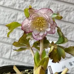 2026年最新】大木 クリスマスローズの人気アイテム - メルカリ