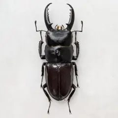 最終値下げ‼️チョウセン ヒラタクワガタ 超特大▫準ギネス サイズ