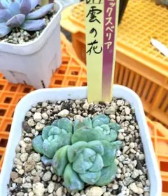 2026年最新】雲の花 ミックスベリアの人気アイテム - メルカリ