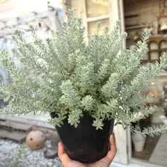 2026年最新】ウエストリンギアスモーキーホワイトの人気アイテム