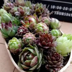 NM様 リクエスト 3点 まとめ商品