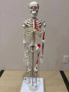 3B Scientific 頭蓋骨 模型 血管神経 脳 頚椎 半側透明 7分解 - メルカリ