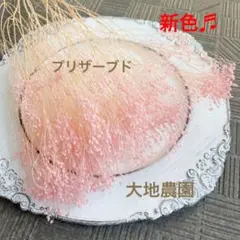 済　koko様　ご専用